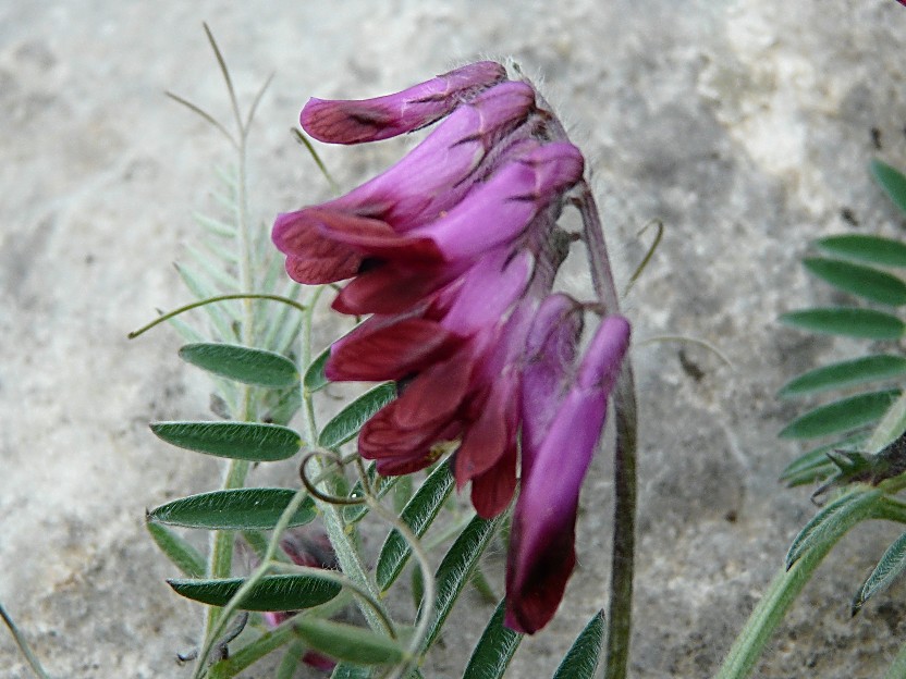 Vicia benghalensis / Veccia rosso-nera